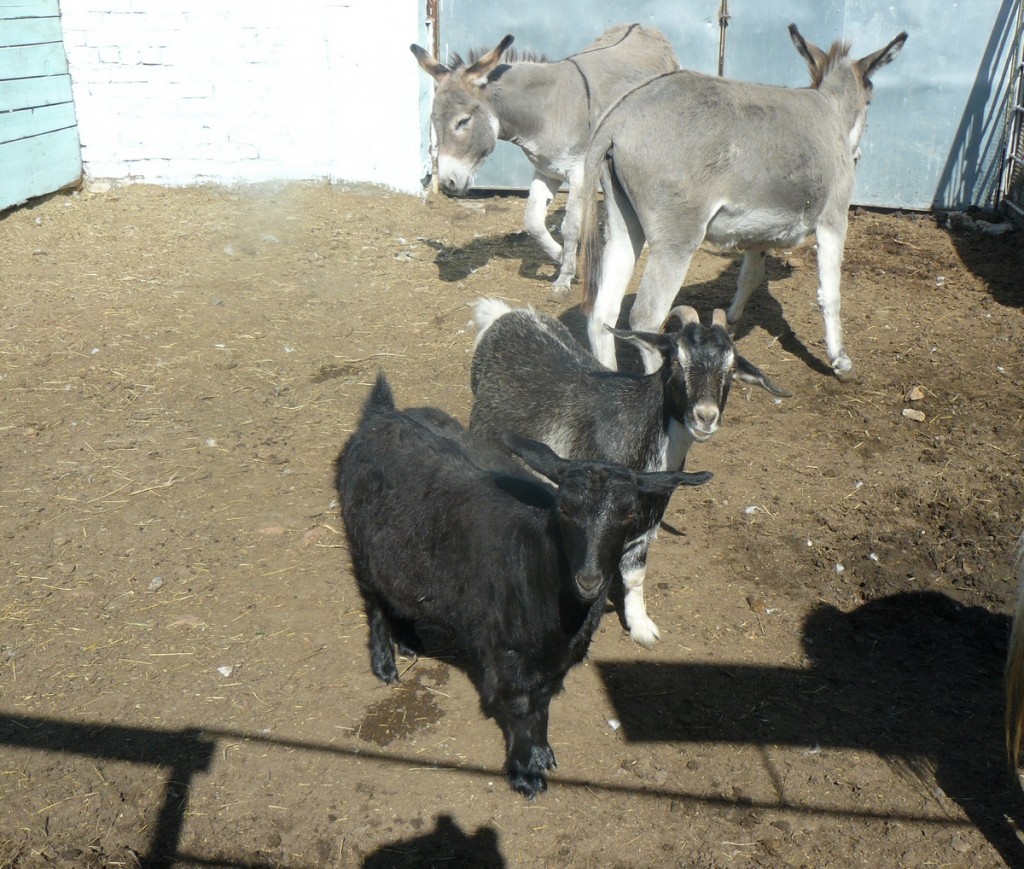 козы и ослики